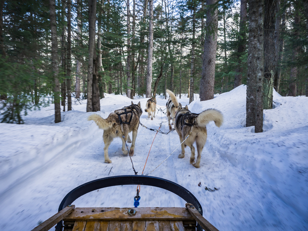 The Durango Dog Ranch is one of the most memorable things to do this winter