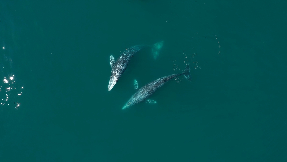 Best Whale Migration on the Oregon Coast to Experience, two gray whales in the ocean