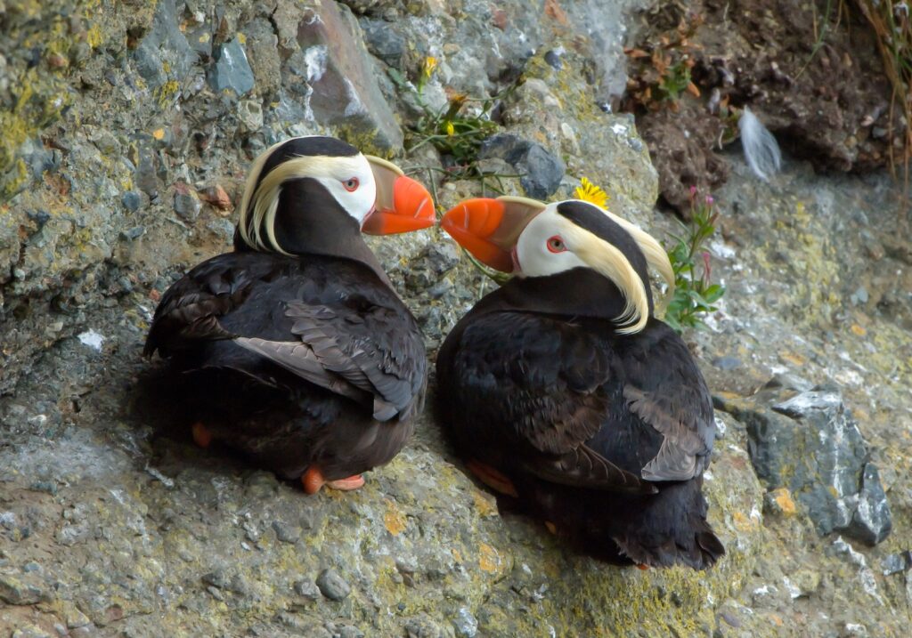 A tufted puffin pair rest together on the cliff,