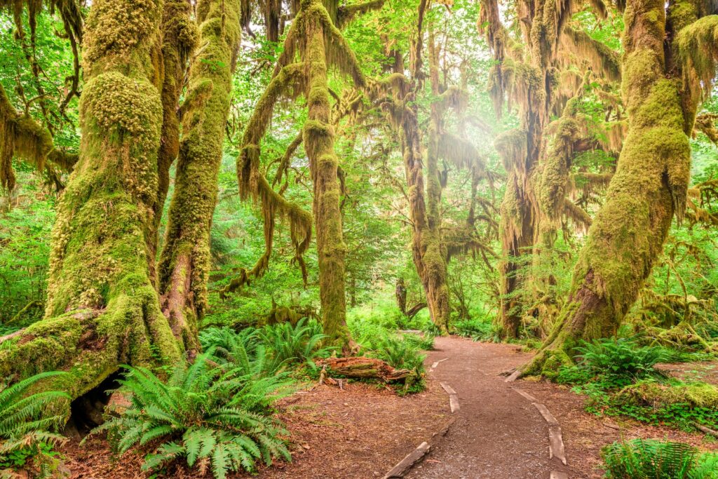Hoh Rainforest, a worthwhile sight during your Seattle to Olympic National Park getaway
