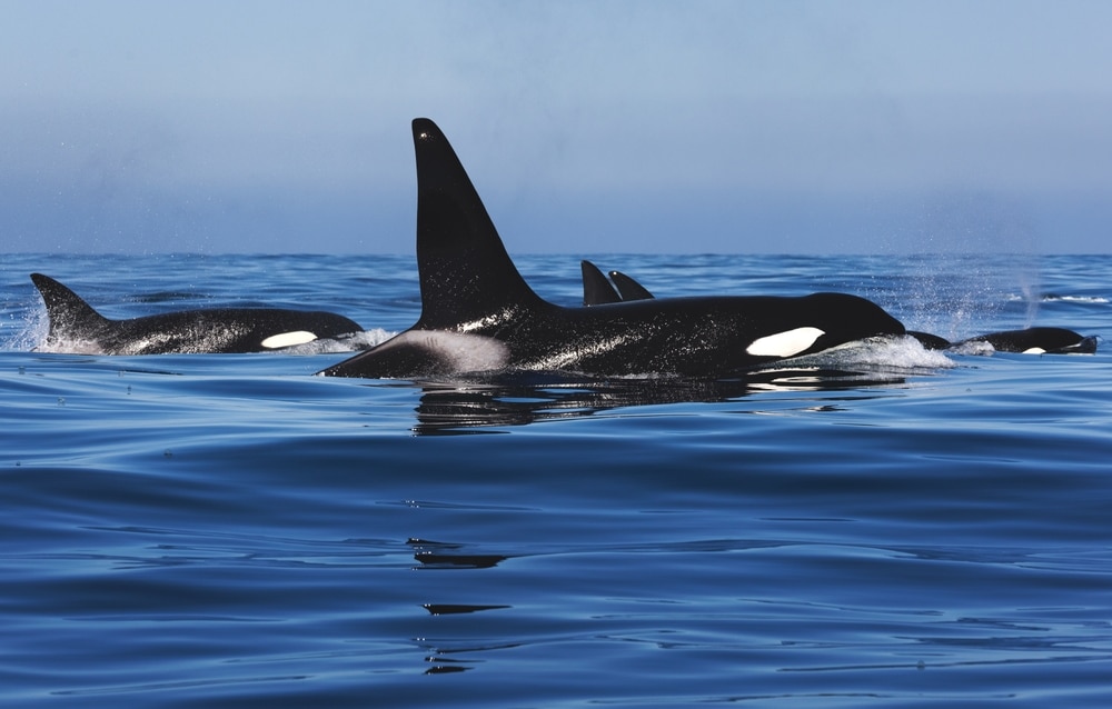 Orcas in the wild - discover the best time to see orcas in Washington State's San Juan Islands