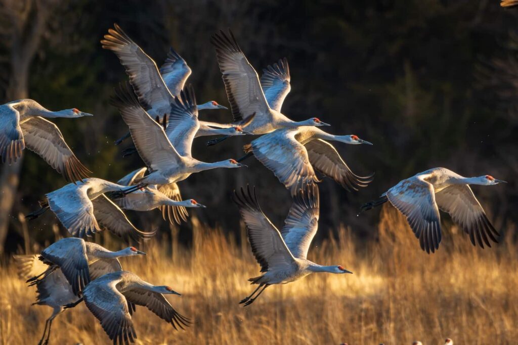 Sandhill crane migration in Nebraska