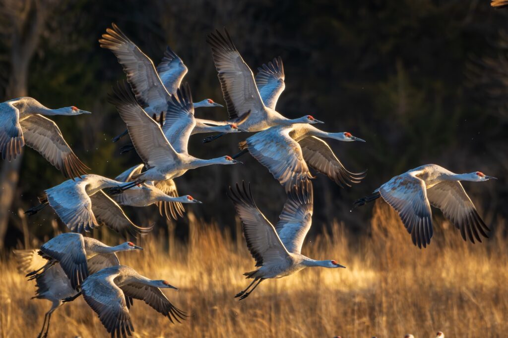 Wisconsin Sandhill Crane Migration, birds in flight