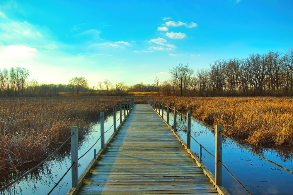 Spring birding along the boardwalk at Horicon Marsh in Wisconsin