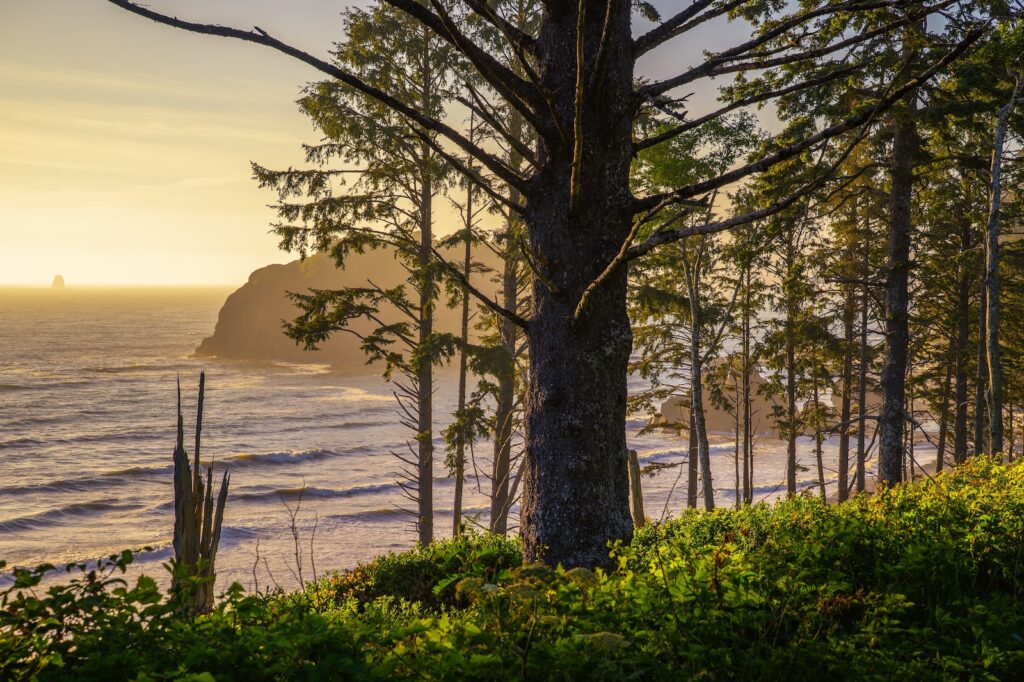 Beautiful forested beach, one of the best things to do on the Olympic Peninsula in the spring