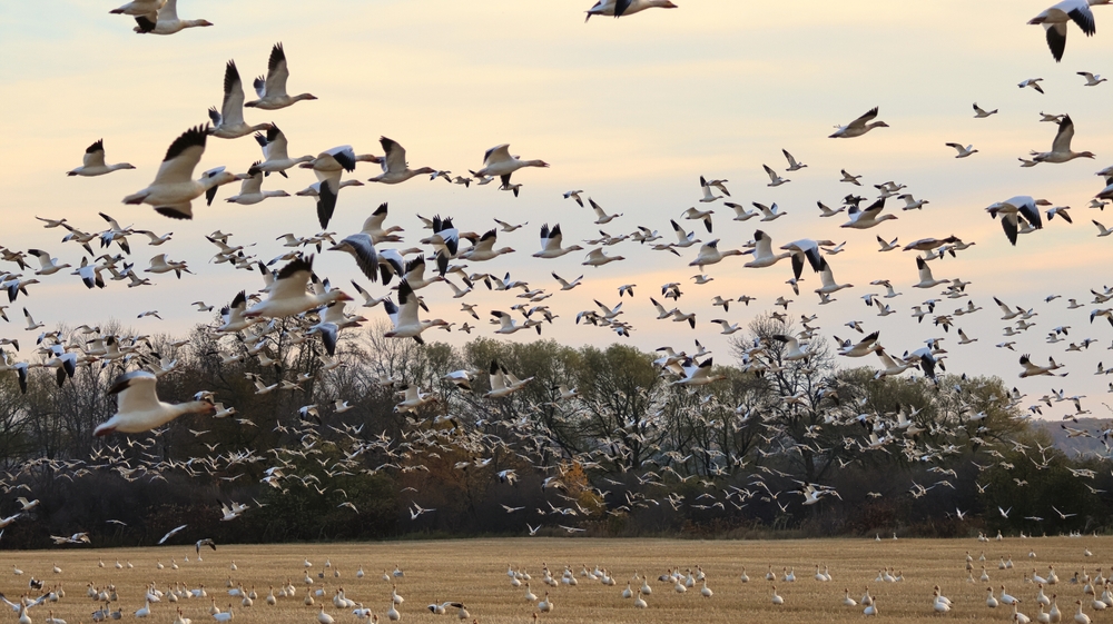 Best Snow Goose Migration Experiences in Early Spring