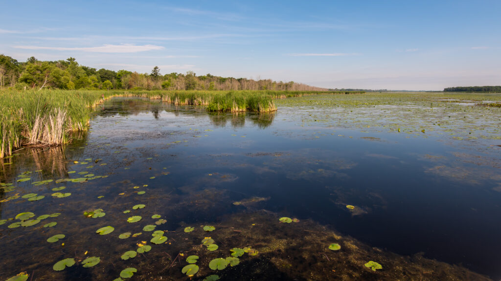 Discover Tobico Marsh, one of the best birding spots in Michigan, and explore top things to do in Bay City on your next adventure.