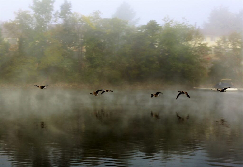 Beautiful Places to Visit in Maryland This Year, Flying Geese over Deep Creek Lake