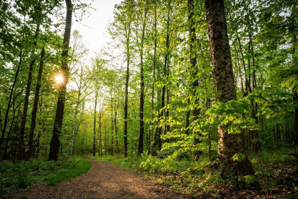 A Scenic path in the Spring in Vermont near our Vermont Bed and Breakfast