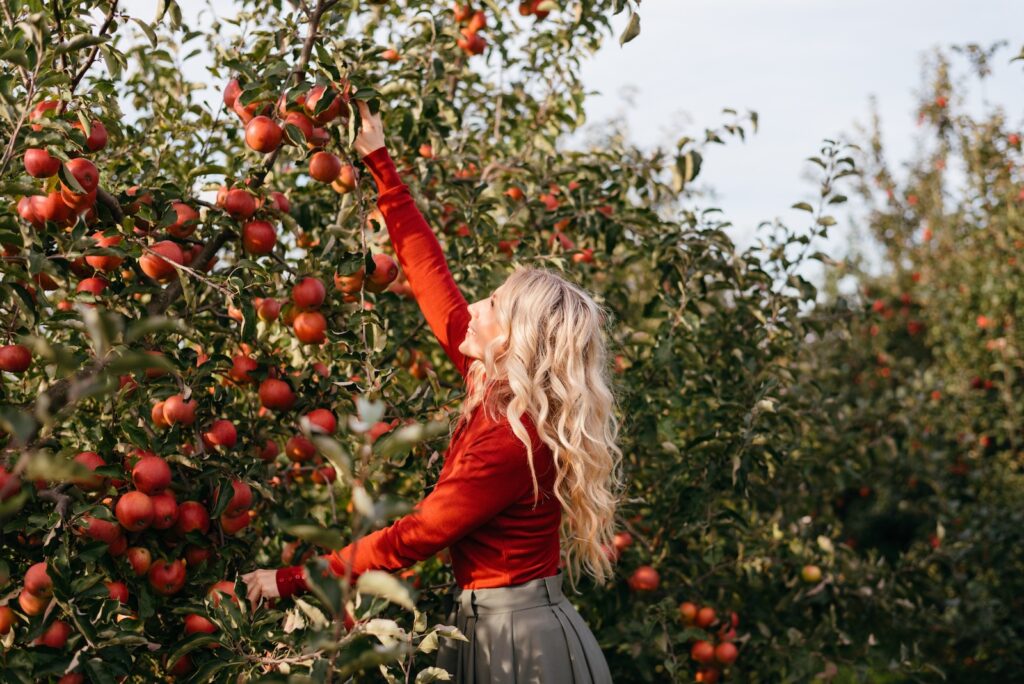Cute farmer woman in apple orchard near the Finger Lakes Cider House in Upstate NY