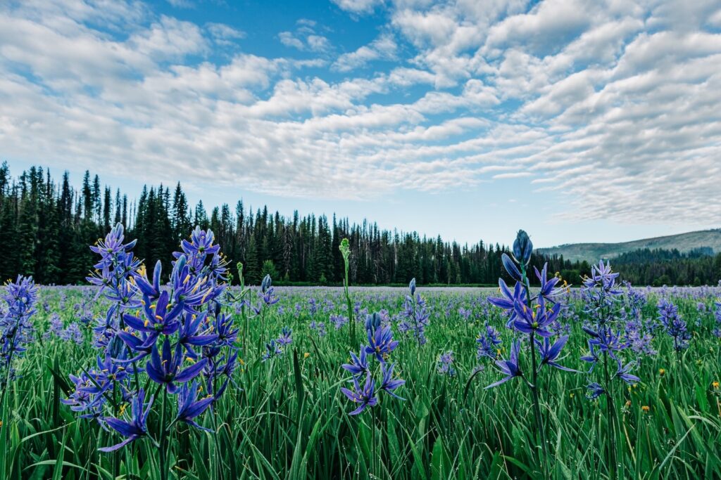 Blue camas wildflower in Lolo Pass