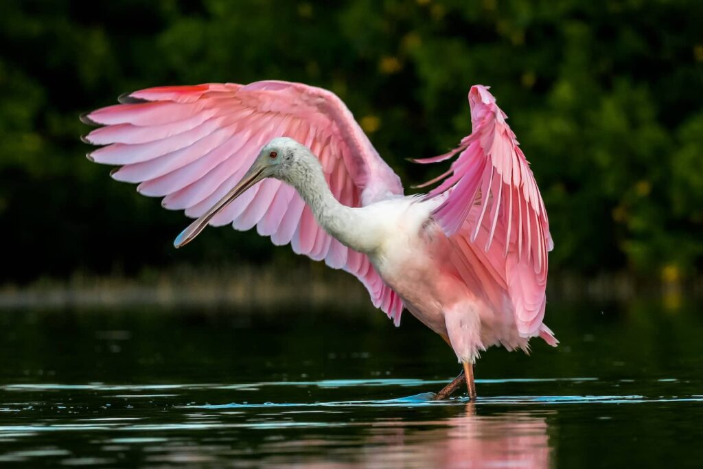 Roseate Spoonbill on the Great florida Birding Trail near St. Augustine