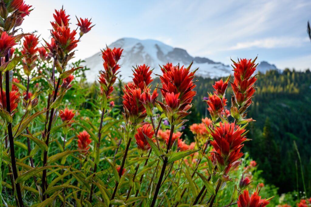 Spring wildflower hikes in Washington and Columbia River Gorge