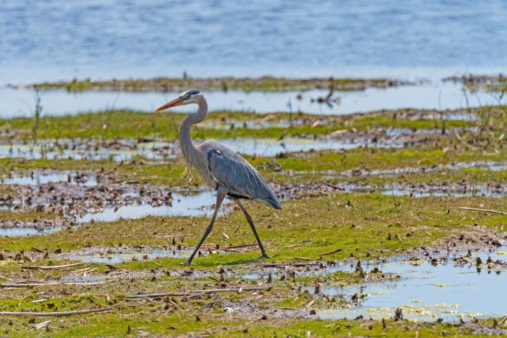 Great Blue Heron at Horicon Marsh for their spring bird festival in Wisconsin