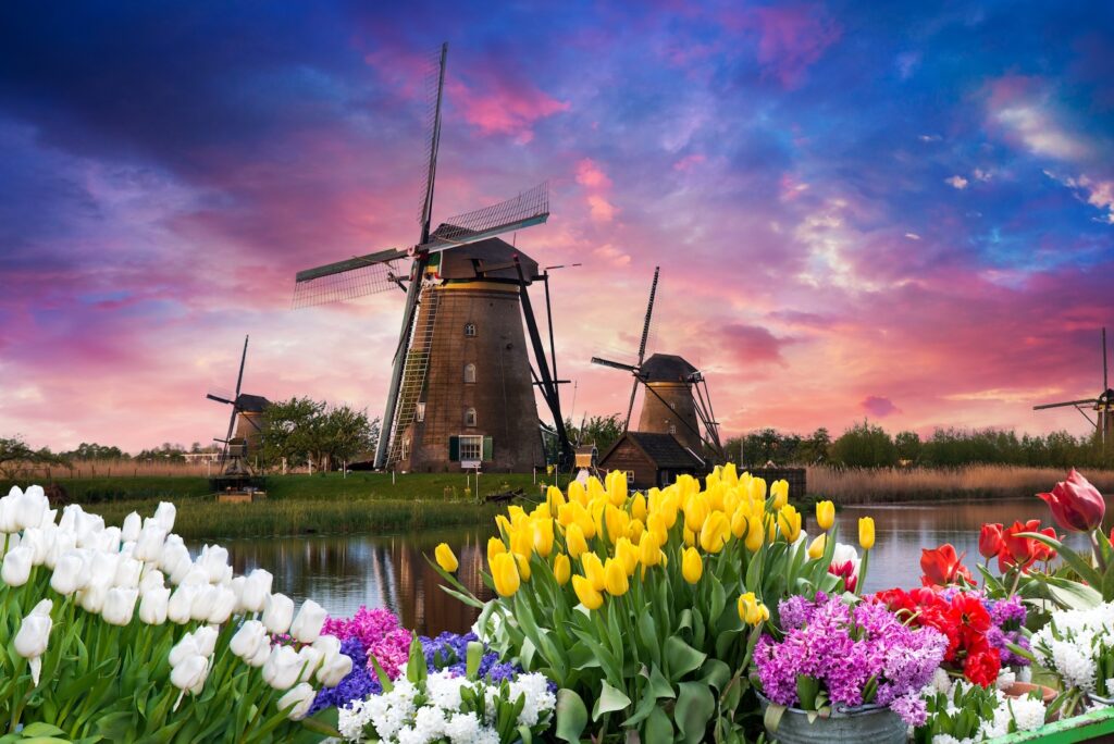 Windmill in Holland Michigan - An authentic wooden windmill from the Netherlands rises behind a field of tulips in Holland Michigan at Springtime. Kickoff to the Tulip Festival