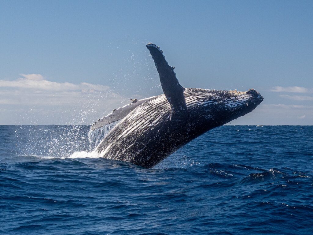 Humpback whale breaching during Cape Cod Whale Watching Tours