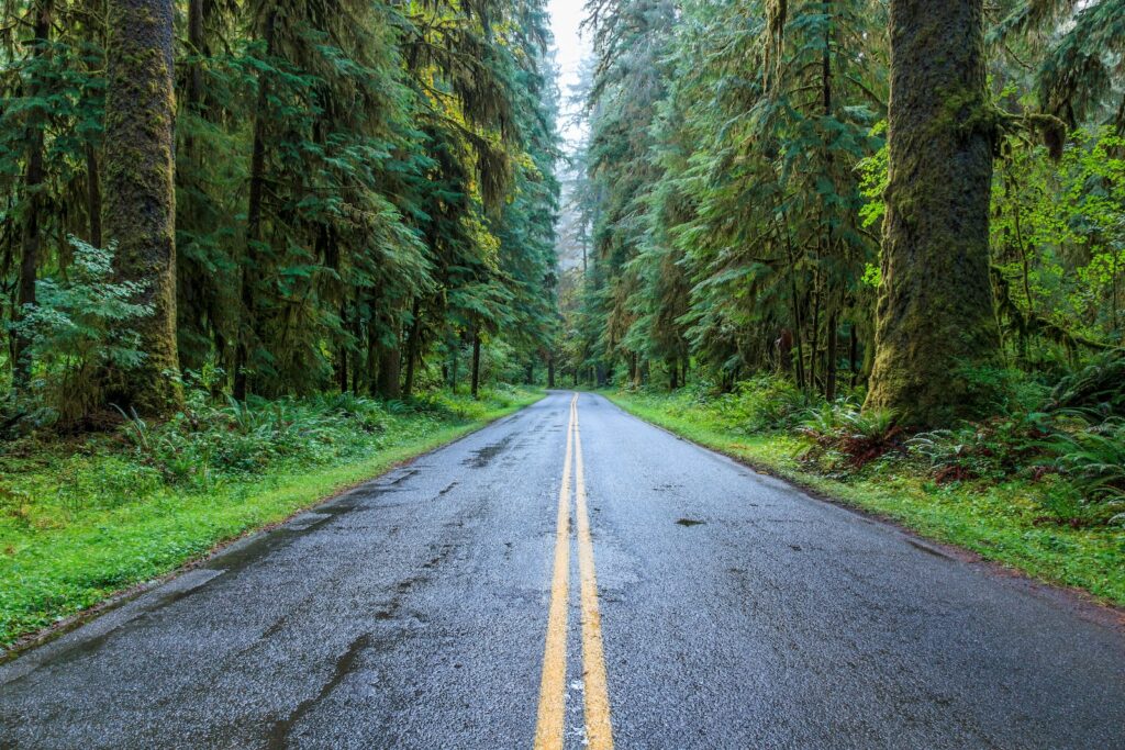 Olympic Peninsula Road Trip through the forest