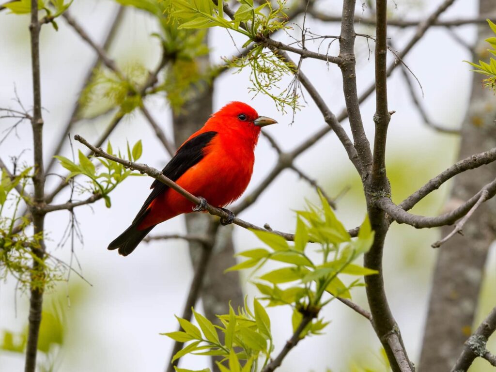Scarlet Tanager at one of the best birding spots in Wisconsin near Wausau