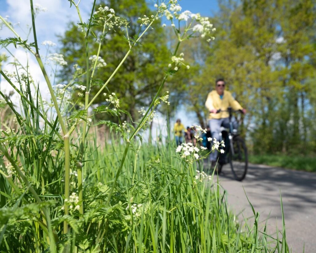 Wildflowers and people on bicycles on the Franconia Notch Bike Path.