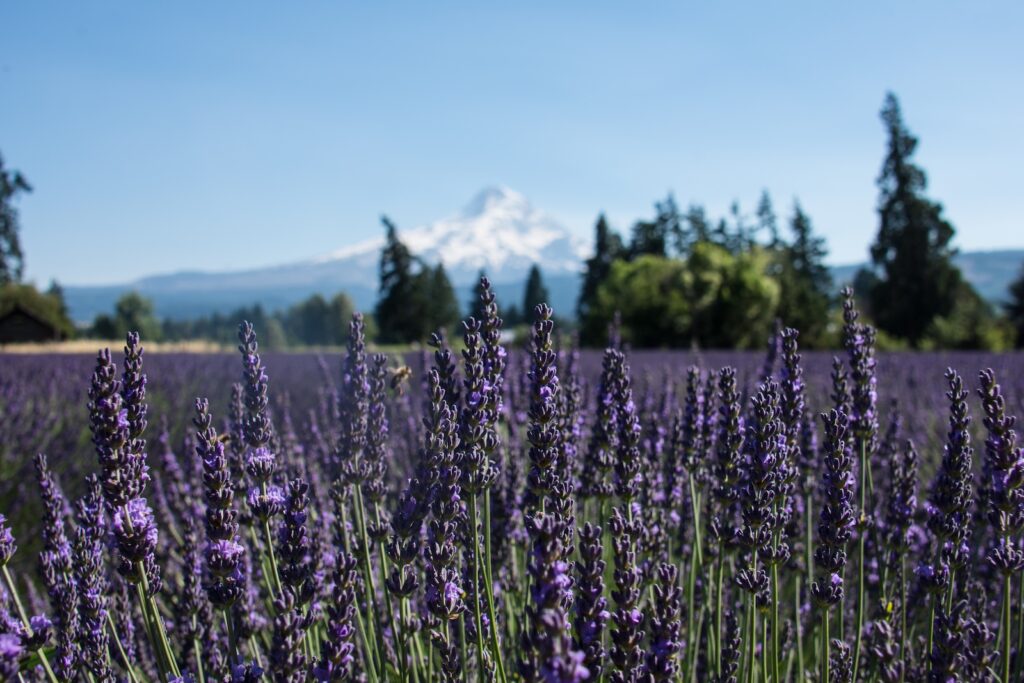 Hood River Lavender Farms with Mount Hood in the distance.