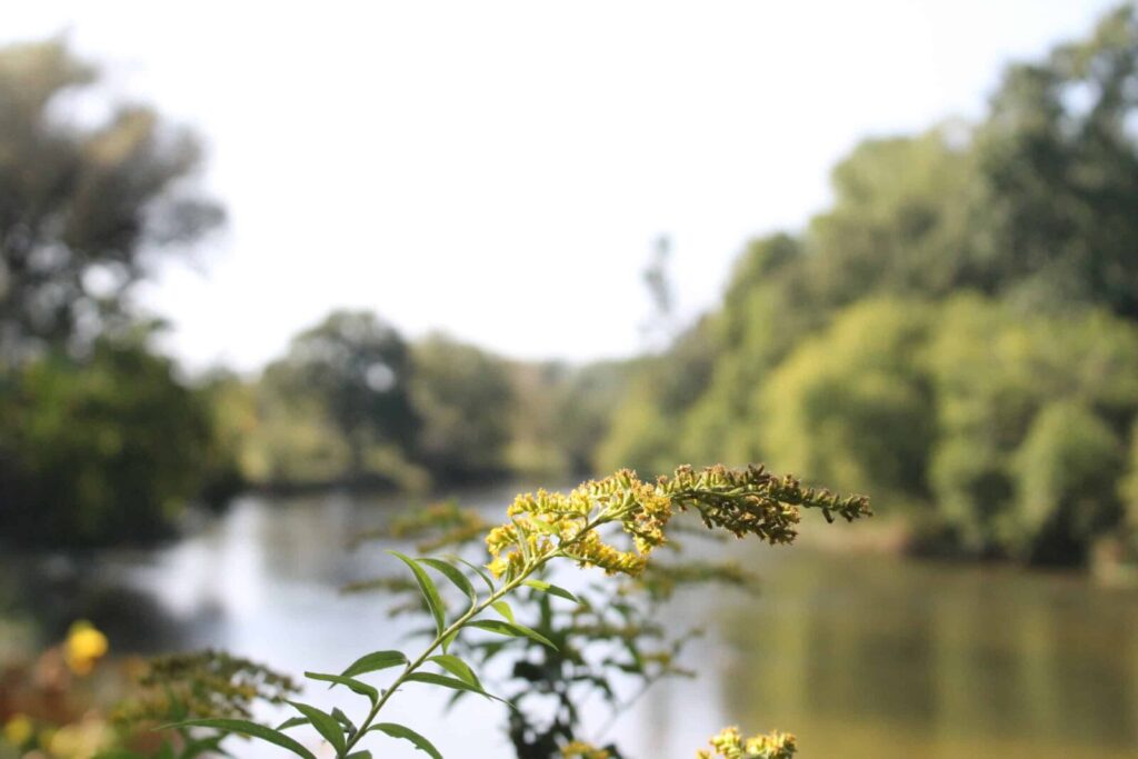 Yellow wildflower and river at Chippewa Nature Center