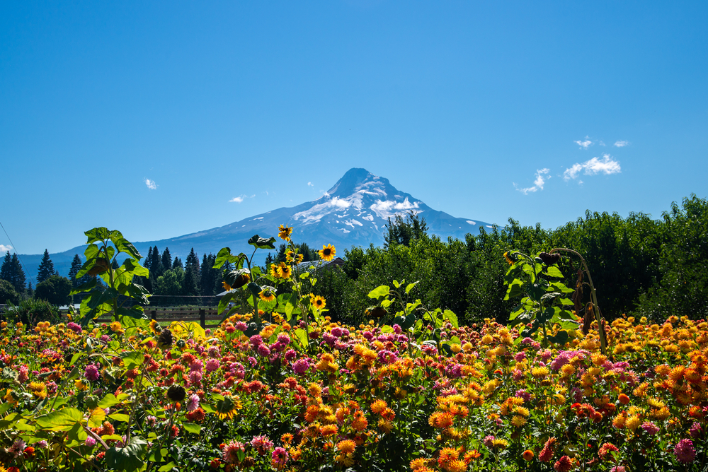 Farm Stands, Lavender fields, and mount hood views on the Hood River Fruit Loop