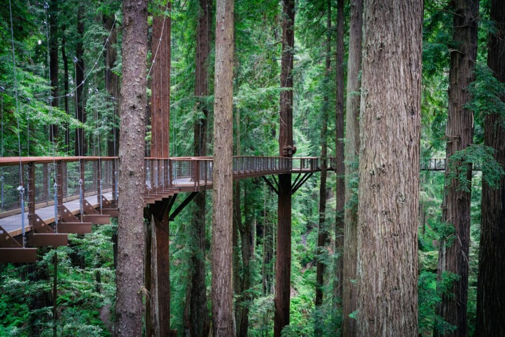 The Redwood Skywalk high among the tree canopy at the Sequoia Park Zoo.