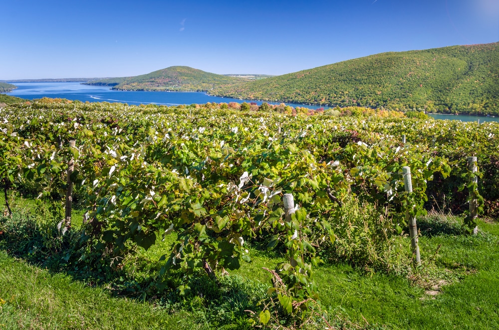 Visit vineyards on the Cayuga Lake Wine Trail on your finger lakes wine tours