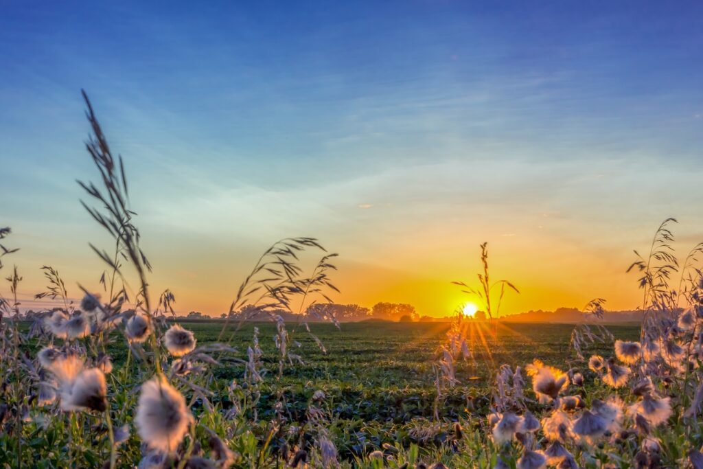 Pretty flowering field in Iowa at the dickinson county nature center