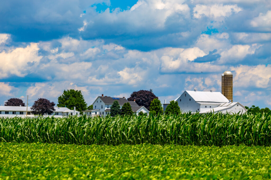 When traveling between Amish Towns, you will see a lot of Farmland like this homestead with corn growing under blue skies.