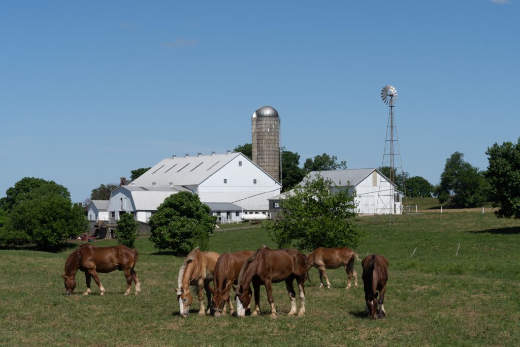 Horses graze in field in front of white bar, farm house, silo and windmill. Old Windmill Farm.