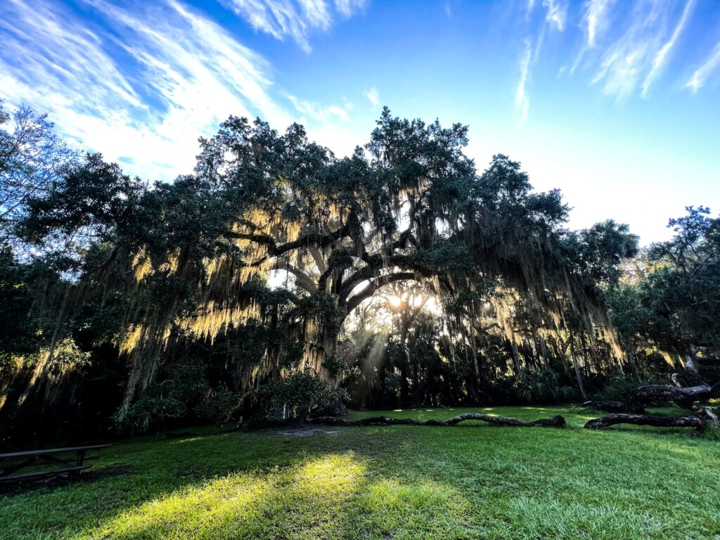 The Fairchild Oak in Bulow Creek State Park