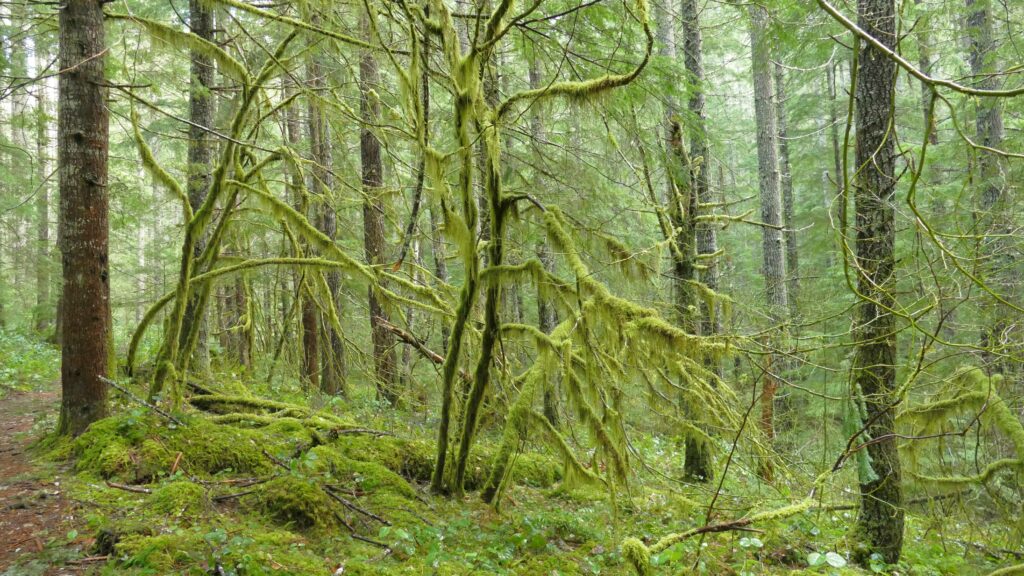 Mossy trees in the Indian Heaven Wilderness area of Gifford Pincot National Forest