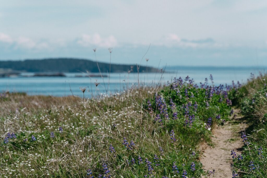 Hike the Mount Finlayson Trail This Summer at American Camp State Park on San Juan Island in Washington