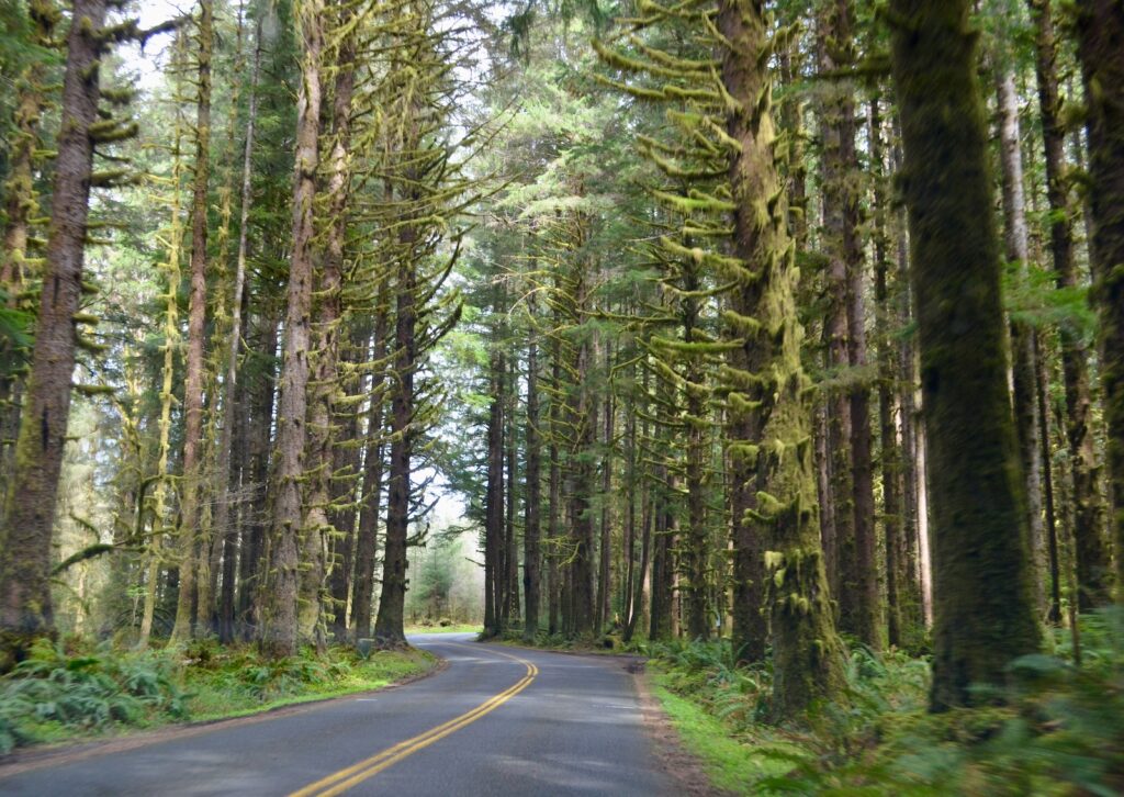 Road and trees in the rainforest along the Olympic Peninsula Loop road trip.