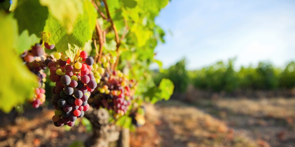 Enjoy a tasting at St. Croix Vineyards in Stillwater MN.