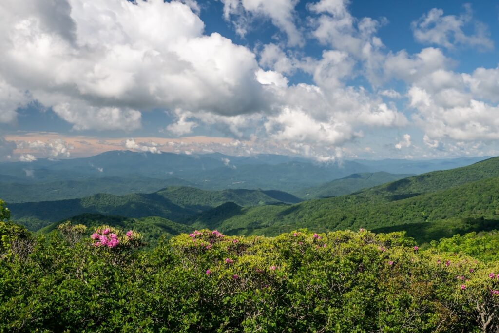 Hiking near Asheville, NC provides some of the best views along the blue Ridge Parkway. Here is an overlook of green mountains with rhododendrons.