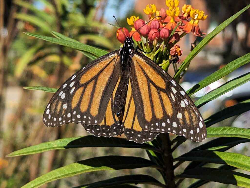 Monarch Butterfly on flower at Acton Nature Center