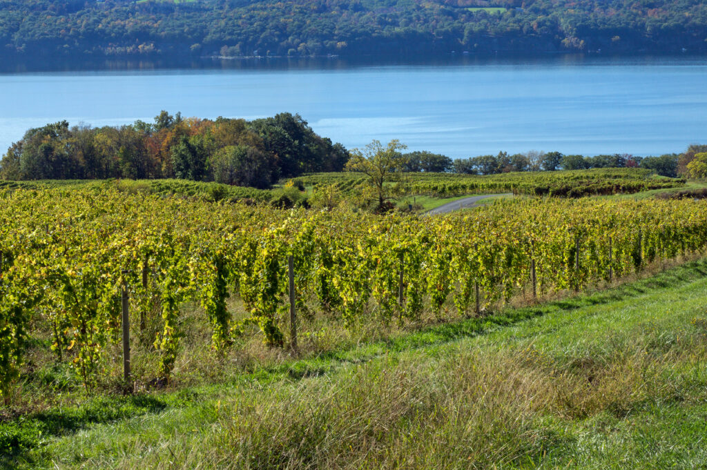Visit hilllside vineyards along Seneca Lake wineries.
