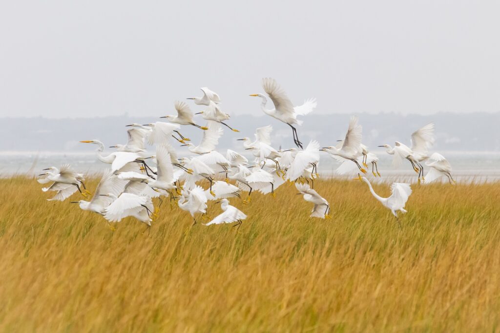 egrets at the Monomoy National Wildlife Refuge