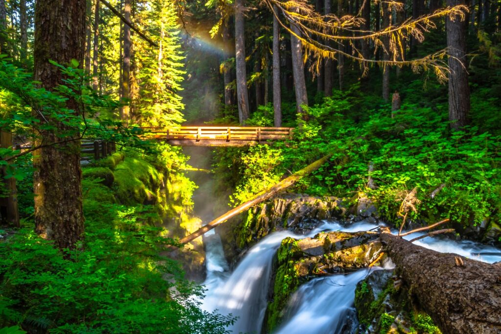 A lush green forest with a bridge and waterfalls, what you can expect when taking a hike to Sol Duc Falls this summer.