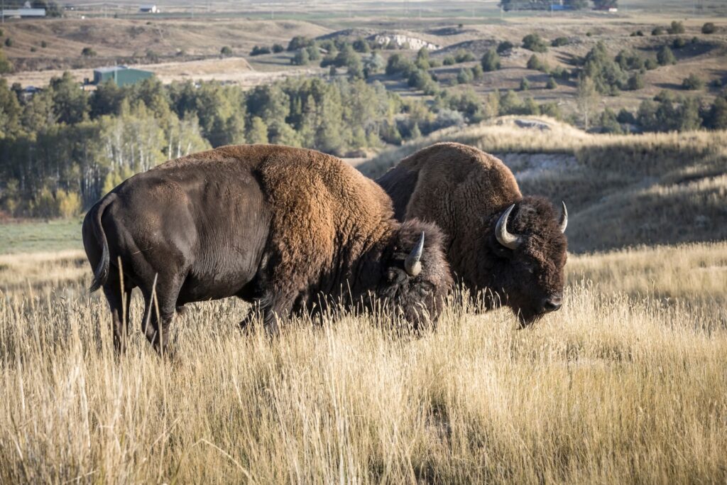 Bison Range in Montana near Missoula