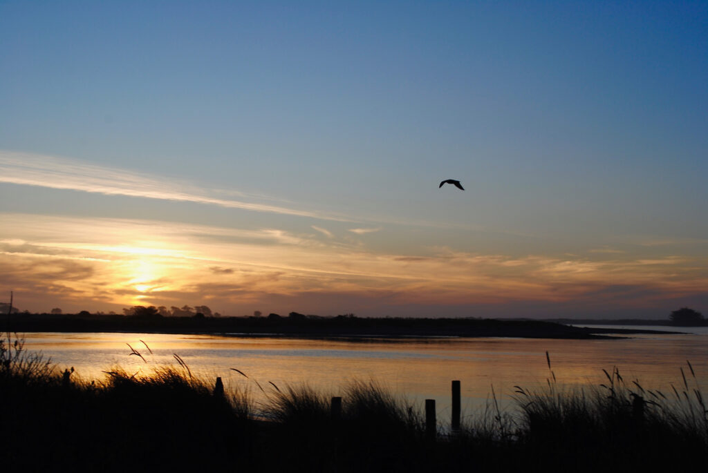 Sunset over Humboldt Bay, bird in sky, view from Eureka Waterfront Trail