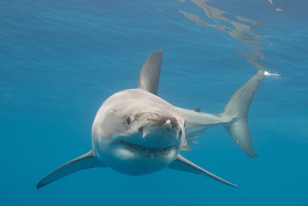 Shark Tours on Cape Cod