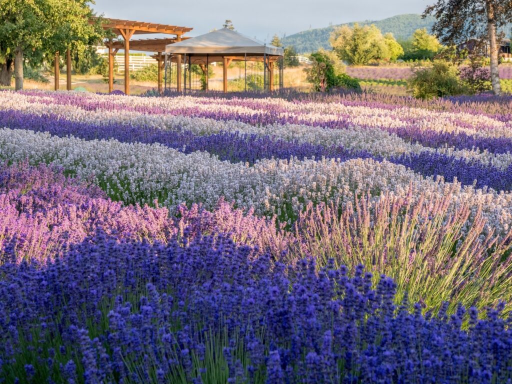 Top-rated sequim lavender farms to put on your list