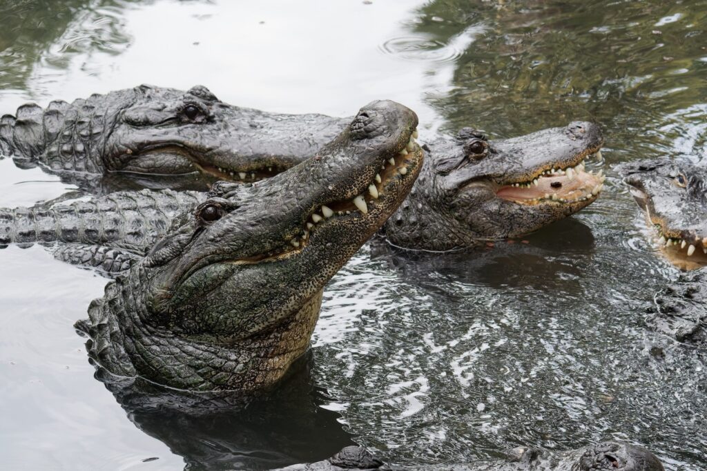 An alligator in the water, what visitors can expect to see at the St. Augustine Alligator Farm.