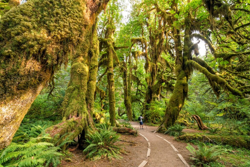 Olympic National Park Itinerary