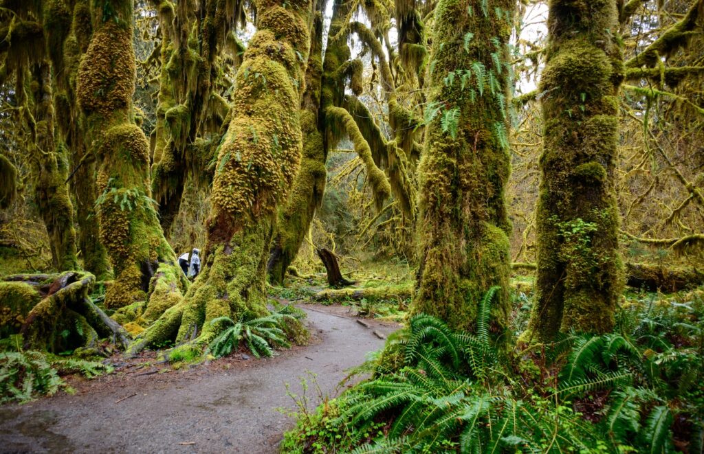 Hoh Rainforest