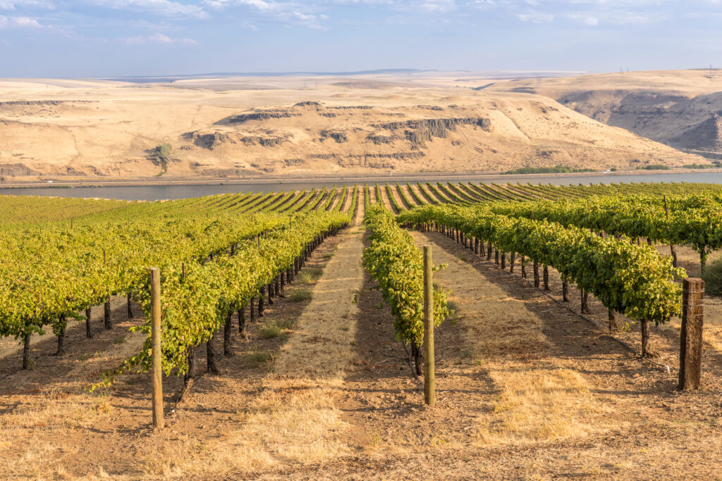 View of Cor Cellars vineyard on Washington side of Columbia River Gorge.