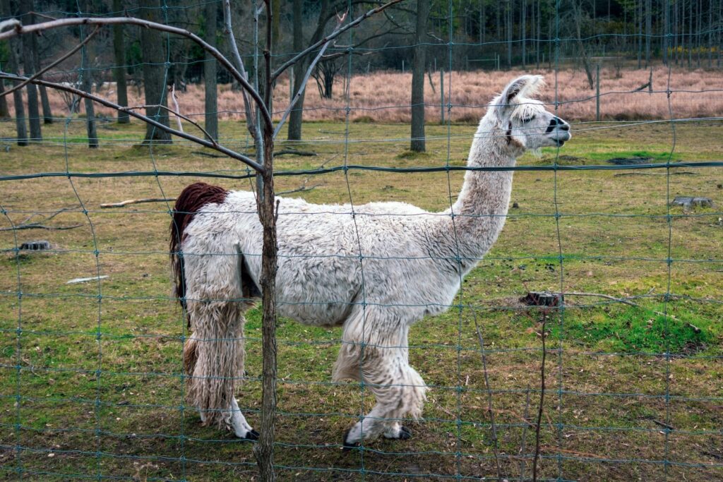 A white alpaca at the Shalom Wildlife Zoo in West Bend, Wisconsin.